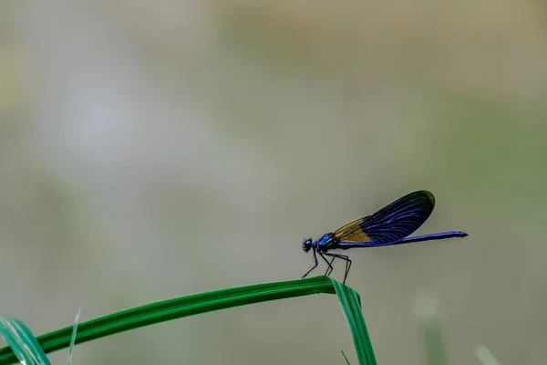 Tiro Seletivo Foco Damselfly Que Senta Uma Folha Grama Com — Fotografia de Stock