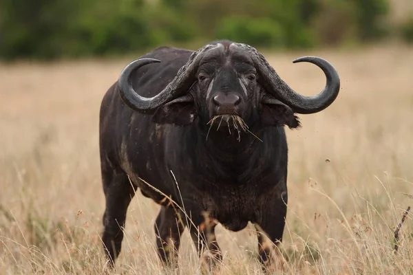 Een Grote Zwarte Buffel Velden Bedekt Met Hoog Gras Gevangen — Stockfoto