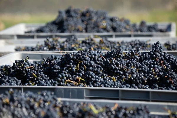 Cosecha del viñedo Central Otago en Nueva Zelanda durante el día — Foto de Stock