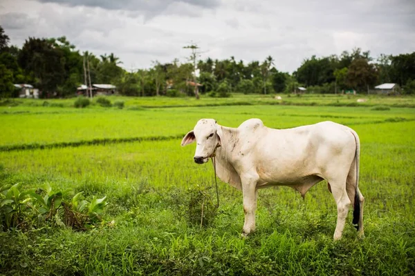 Белая корова на зеленом травянистом поле с деревьями на заднем плане — стоковое фото