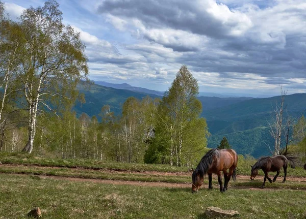 Les Deux Beaux Chevaux Bruns Qui Paissent Dans Les Montagnes — Photo