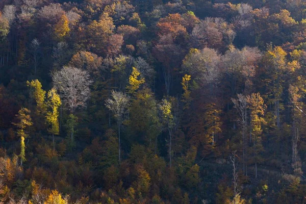 Die Bunten Bäume Herbst Der Medvednica Zagreb Kroatisch — Stockfoto