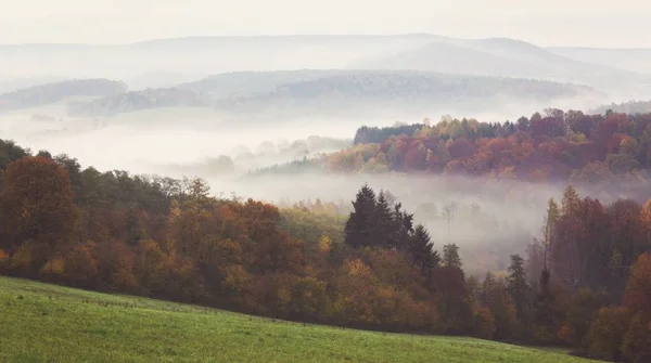 Ein Atemberaubender Farbenfroher Herbstwald Voller Unterschiedlicher Baumarten Die Mit Nebel — Stockfoto