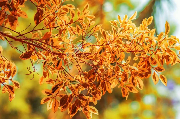 Tiro foco seletivo das folhas de laranja em um ramo com um fundo desfocado — Fotografia de Stock