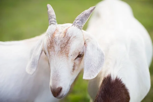 Paar schattige witte geiten in een grasveld met een wazige achtergrond — Stockfoto