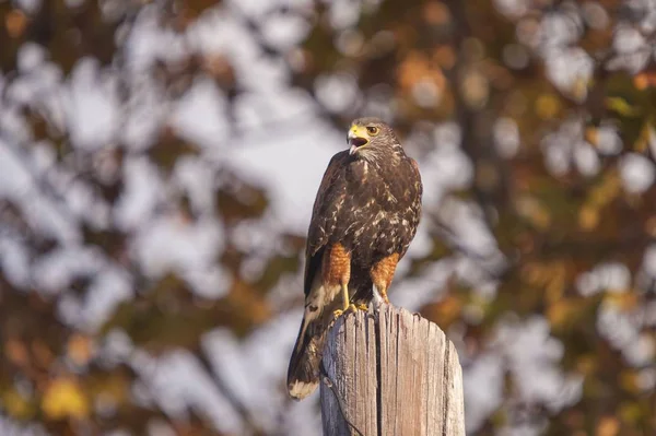 Buse à queue rousse brune perchée sur un tronc d'arbre avec un fond flou — Photo