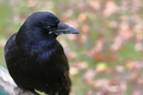 Nahaufnahme eines schwarzen Raben mit langem Schnabel, der im Herbst in einem Park mit trockenen Blättern steht — Stockfoto