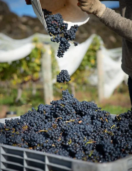 Урожай Винограда Центрального Отаго Новой Зеландии Дневное Время — стоковое фото