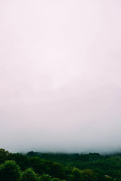 Vertical shot of the breathtaking tropical jungle captured in the fog — Stockfoto