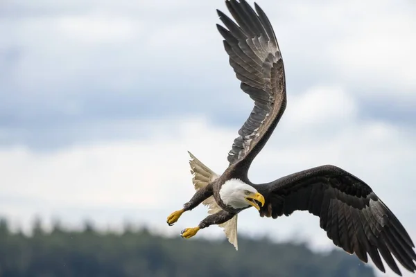 獲物を探して海を自由に飛ぶワシの選択的焦点ショット — ストック写真