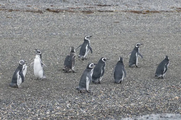 Tiro de ângulo alto de um rebanho de belos pinguins que andam na costa pedregosa — Fotografia de Stock