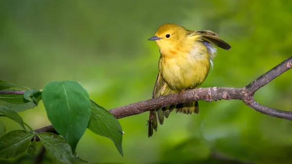 Gele Warbler Setophaga Petechia Schoot Van Boardwalk Tijdens Voorjaarstrek Bij — Stockfoto