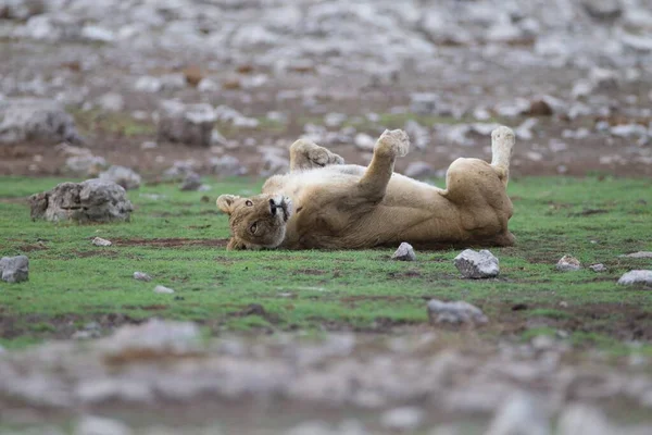 Beautiful Lioness Lying Playfully Grass Covered Field Rocks — Stock Photo, Image