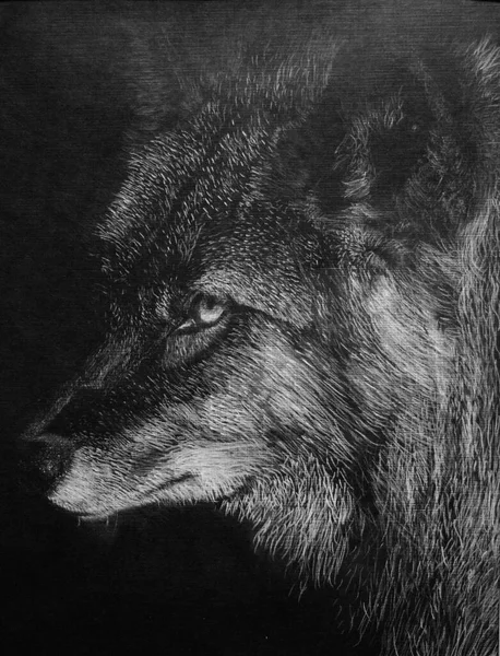 Dibujo Tiza Blanca Mano Perfil Cara Los Wolfs Negros Sobre — Foto de Stock