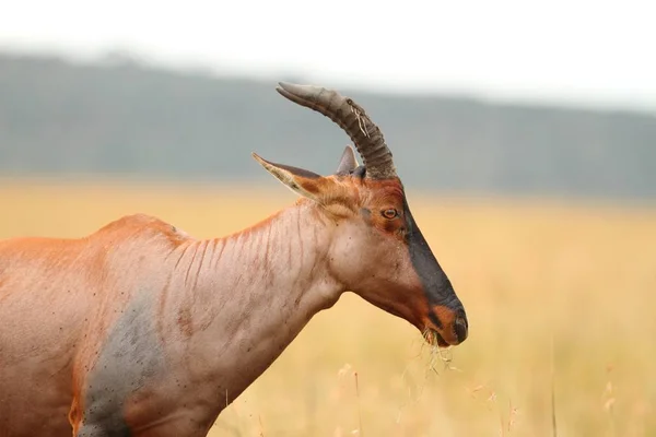 Μια Επιλεκτική Λήψη Ενός Hartebeest Ένα Σπάνιο Είδος Ελαφιού Στη — Φωτογραφία Αρχείου