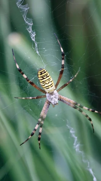 Αράχνη Σφήκας Αράχνη Τίγρης Argiope Bruennichi Θηλυκό Είδος Αράχνης Του — Φωτογραφία Αρχείου