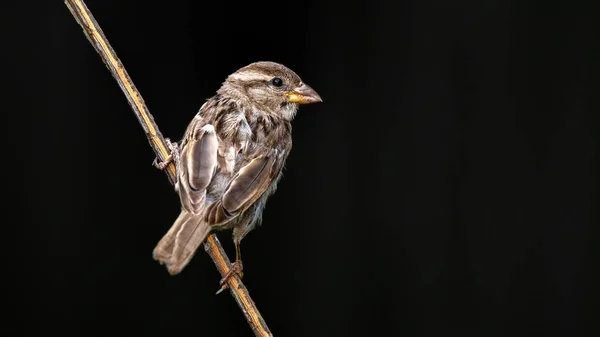 Huismus Zat Een Tak — Stockfoto