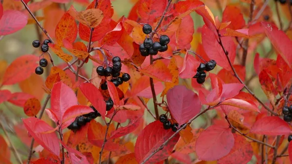 Selective focus shot of wild berries growing on the branches with red leaves in autumn — Stock Photo, Image
