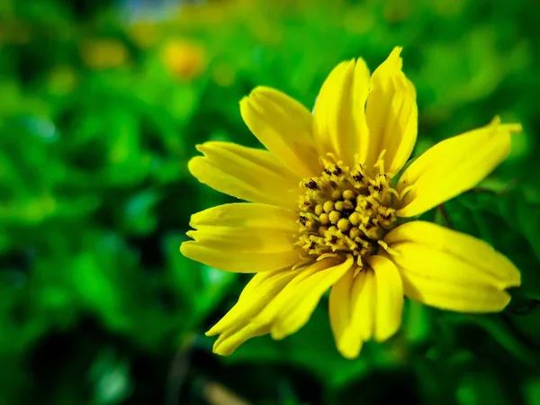 Ένα Κοντινό Πλάνο Ενός Όμορφου Κίτρινου Πέταλου Λουλουδιού Ένα Θολό — Φωτογραφία Αρχείου