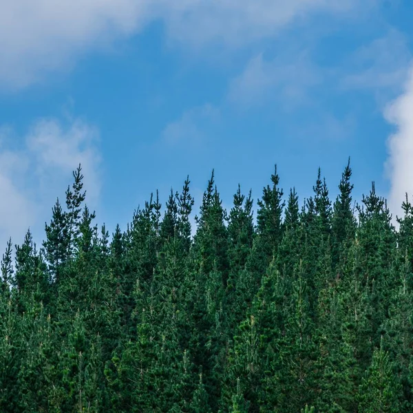Een Groen Landschap Van Hoogbouw Planten Aanraking Lucht — Stockfoto