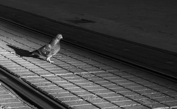 Strzał gołębia w skali szarości na torze kolejowym w ciągu dnia — Zdjęcie stockowe