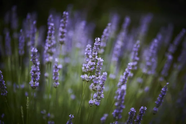 Hermoso campo de flores de lavanda - ideal para un fondo natural o fondo de pantalla — Foto de Stock