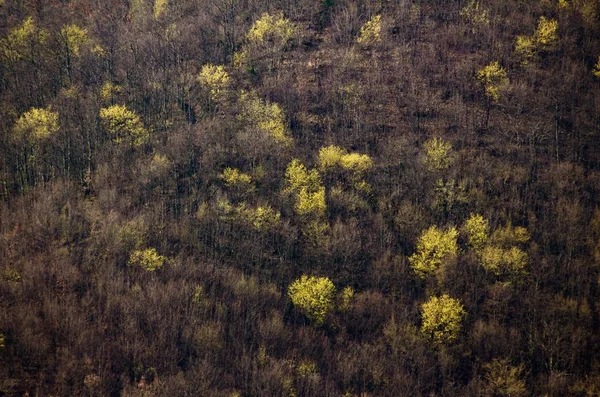 크로아티아의 리스 토리아에 있는 숲 의나무 질감을 높은 각도로 찍은 사진 — 스톡 사진