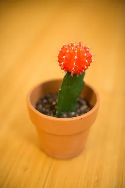 Pionowe ujęcie pięknego kwitnącego kaktusa w brązowym garnku na drewnianej powierzchni — Zdjęcie stockowe