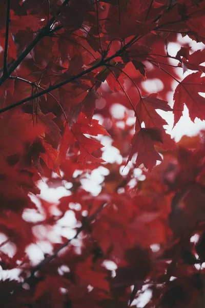 Closeup tiro vertical de folhas coloridas vermelhas maravilhosamente profundas em ramos de uma árvore durante o Outono — Fotografia de Stock