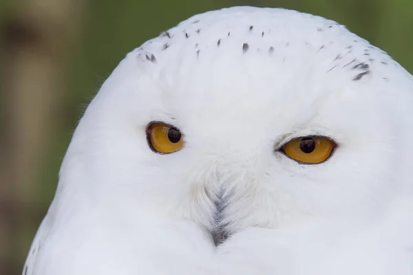 一只美丽的雪地猫头鹰看着摄像机的特写镜头 — 图库照片