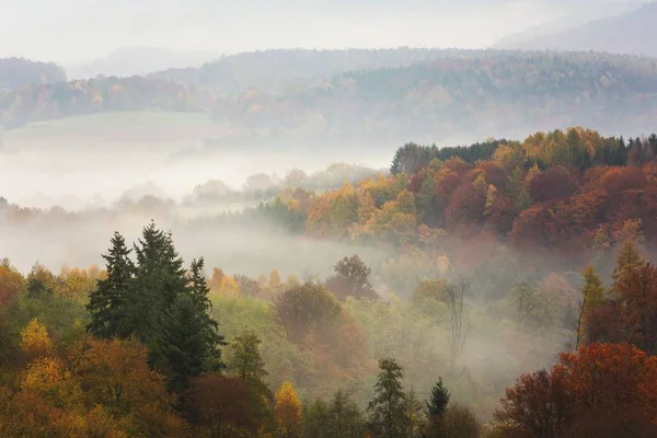 Dech Beroucí Barevný Podzimní Les Plný Různých Druhů Stromů Pokrytých — Stock fotografie