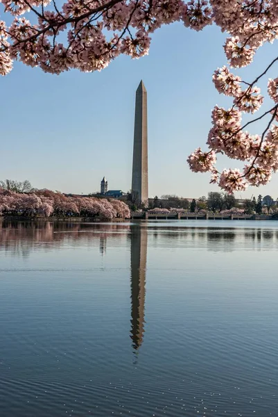 Monumento de Washington refletido na Bacia Tidal emoldurada por flores de cereja — Fotografia de Stock