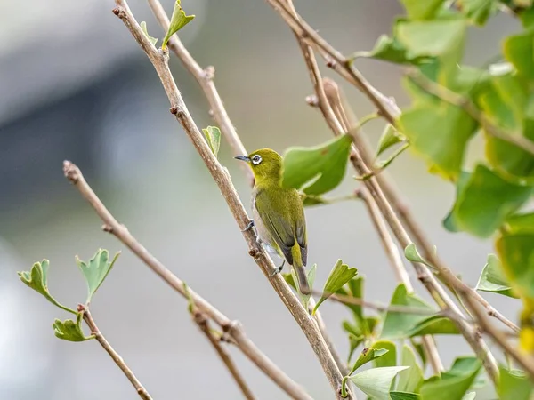 Pássaro exótico bonito em pé em um galho de árvore no meio da floresta — Fotografia de Stock