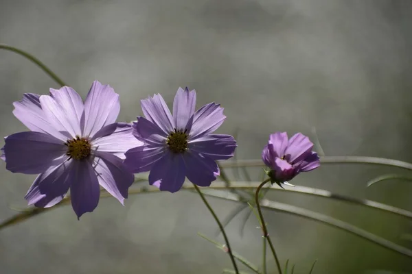 Captura selectiva de Cosmos morado Bipinnatus plantas con flores que crecen en medio de un bosque — Foto de Stock