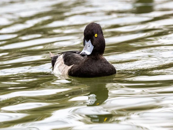 Mise au point sélective d'un canard noir et blanc avec des yeux expressifs suspendus dans le lac — Photo