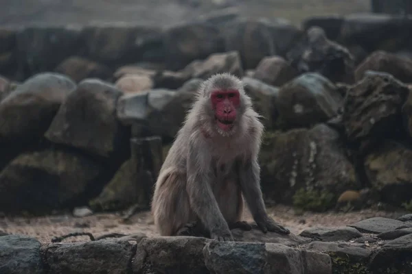 Harmaan Japanilaisen Macaquen Maisema Jossa Punaiset Kasvot Seisovat Kivillä Joilla — kuvapankkivalokuva