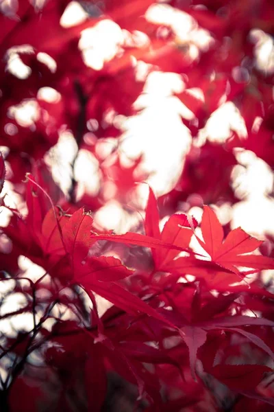 Pionowe zdjęcie selektywnego ogniskowania żywych czerwonych liści jesieni na drzewie — Zdjęcie stockowe