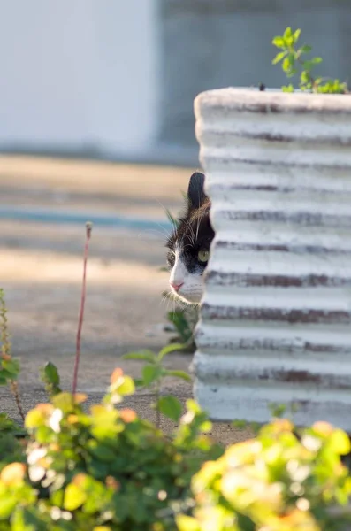 Messa a fuoco verticale superficiale di un gatto che si nasconde astutamente e guarda con occhi verdi espressivi — Foto Stock