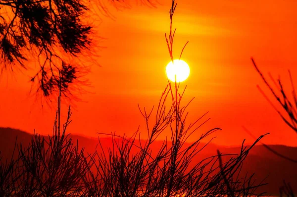 Hermosa vista de la puesta de sol en el cielo rojo sobre las plantas en una colina —  Fotos de Stock