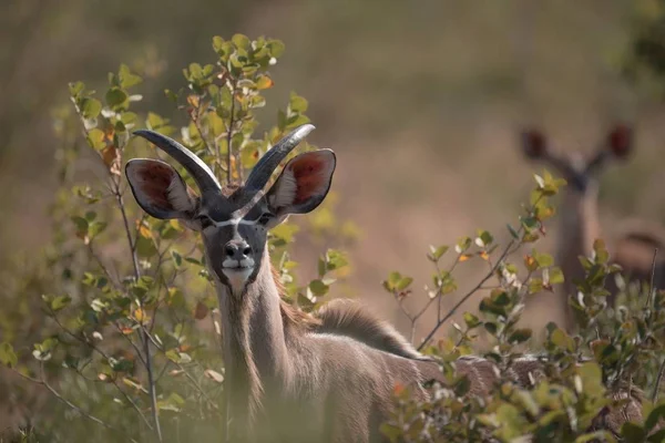 Enfoque Selectivo Kudu Mirando Hacia Cámara — Foto de Stock