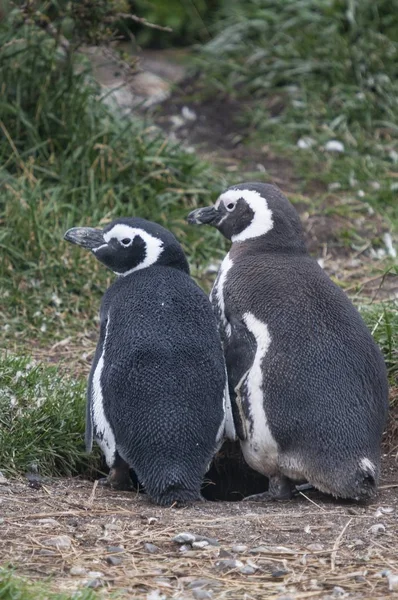 Вертикальный снимок двух милых черно-белых пингвинов, стоящих на земле — стоковое фото