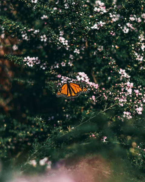 Una Hermosa Mariposa Naranja Sentada Daphnes Creciendo Medio Bosque — Foto de Stock
