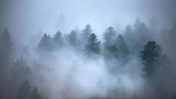 Paisaje Impresionante Hermoso Bosque Árboles Envuelto Niebla Ideal Para Fondo — Foto de Stock