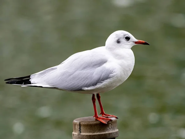Cute white European herring gull standing on a wooden stick — Stock Photo, Image