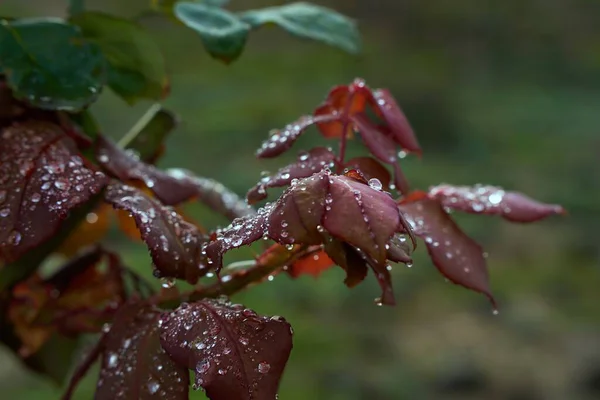 Een Close Shot Van Rode Plantenbladeren Bedekt Met Dauwdruppels Een — Stockfoto