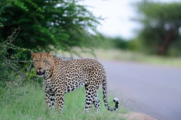 Hermoso Leopardo Africano Los Campos Cubiertos Hierba Por Camino Que — Foto de Stock