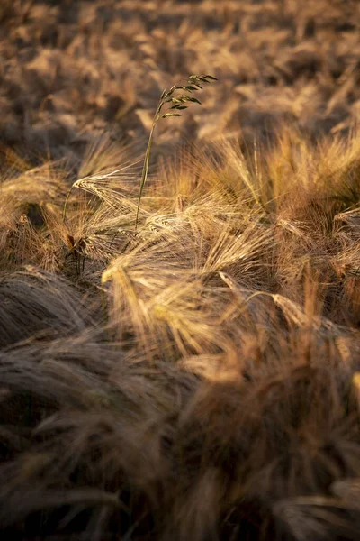 Nahaufnahme von trockenem Gras auf einer Wiese unter Sonnenlicht mit verschwommenem Hintergrund — Stockfoto