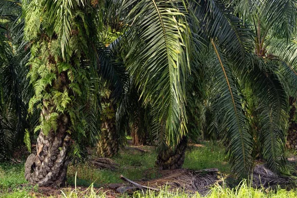 Eine Palmenplantage Südostasien Die Bäume Werden Zur Palmölproduktion Verwendet — Stockfoto