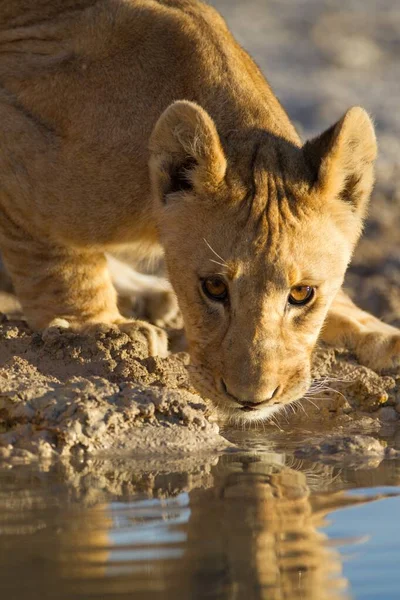A vertical shot of a beautiful lioness drinking water from the lake with her reflection in the water