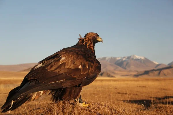 Photo d'un aigle royal dans une zone déserte avec des montagnes sur un fond flou sous un ciel bleu — Photo